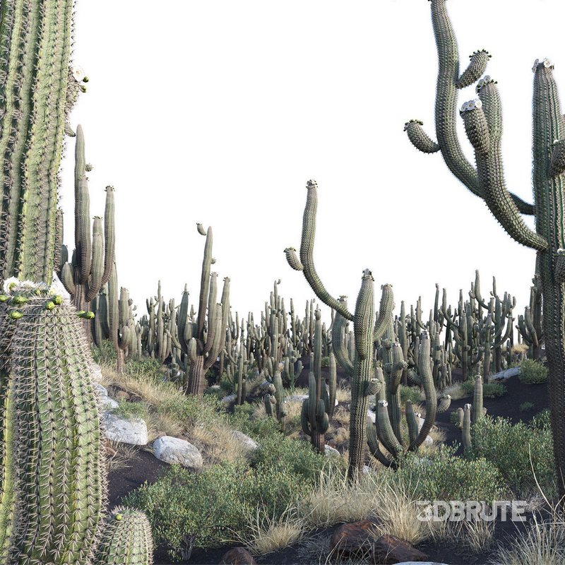 Carnegiea Gigantea – Saguaro Image 3