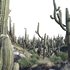 Carnegiea Gigantea – Saguaro 02 - Thumbnail 3