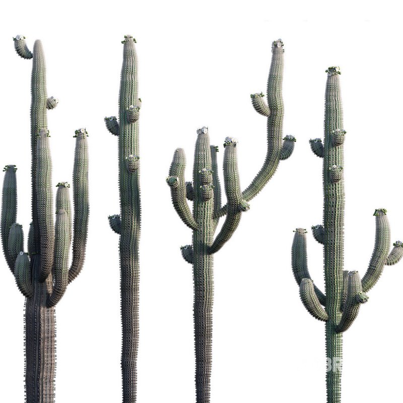 Carnegiea Gigantea – Saguaro Image 1