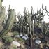 Carnegiea Gigantea – Saguaro 02 - Thumbnail 2