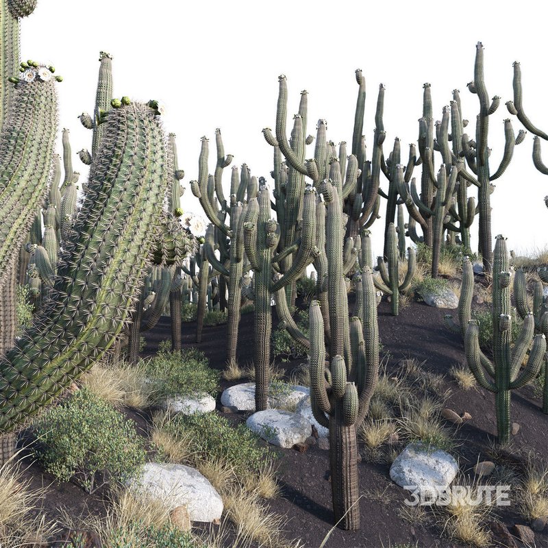 Carnegiea Gigantea – Saguaro 02 Image 2