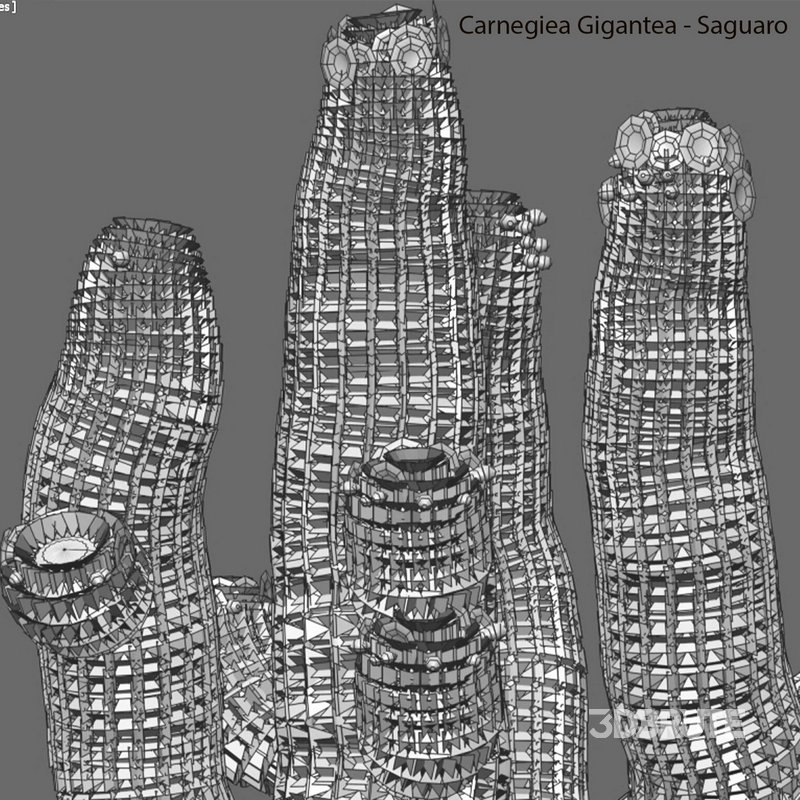 Carnegiea Gigantea – Saguaro Image 4