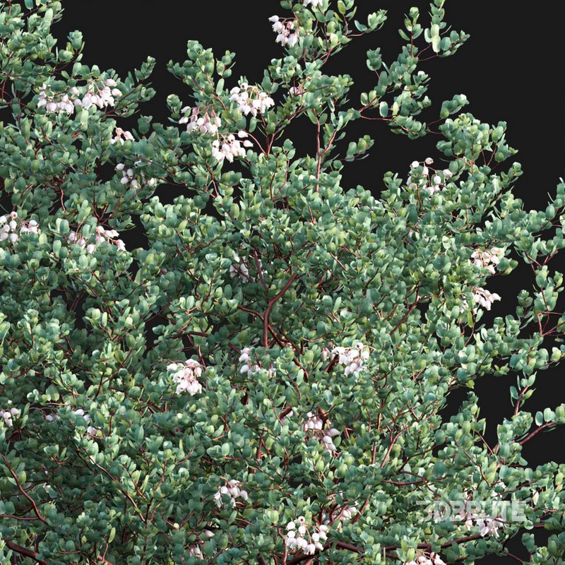 Arctostaphylos glauca ?C Big Berry Manzanita 02 Image 2