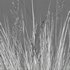 Chionochloa rubra – Red Tussock Grass 02 - Thumbnail 5