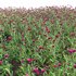Cirsium rivulare Atropurpureum – Plume thistle Atropurpureum 02 - Thumbnail 4
