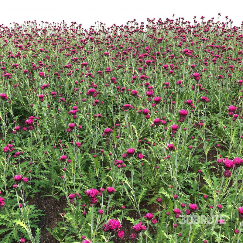 Cirsium rivulare Atropurpureum – Plume thistle Atropurpureum Image 4