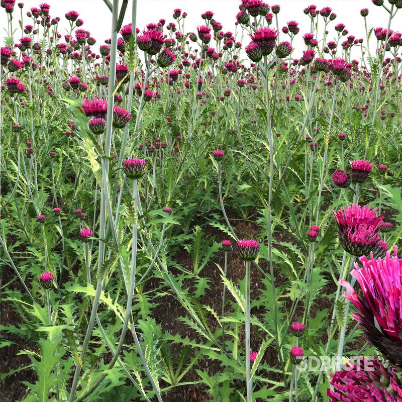 Cirsium rivulare Atropurpureum – Plume thistle Atropurpureum 02 Image 3