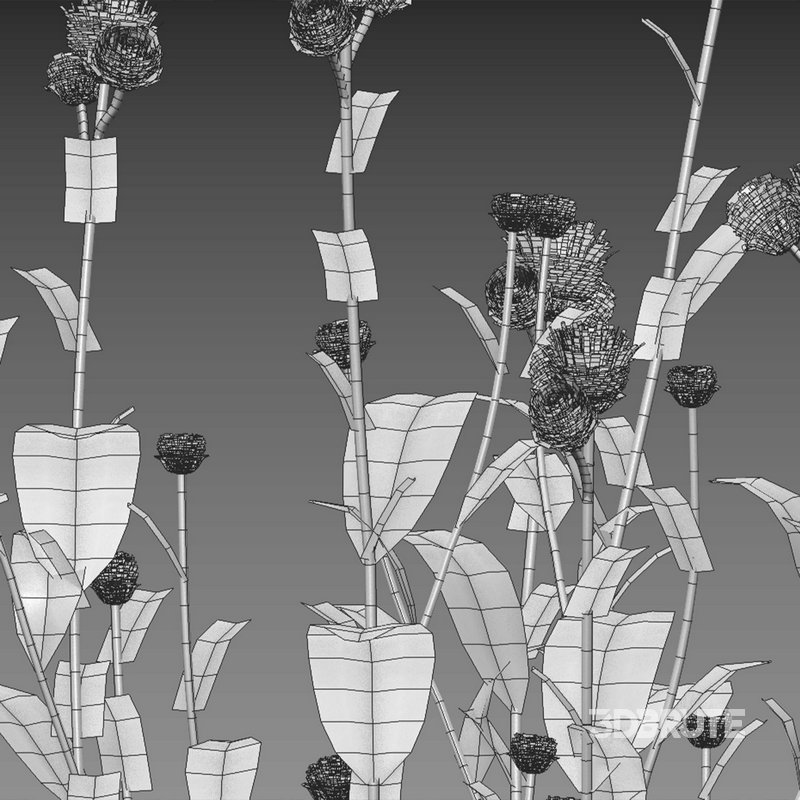 Cirsium rivulare Atropurpureum – Plume thistle Atropurpureum Image 5