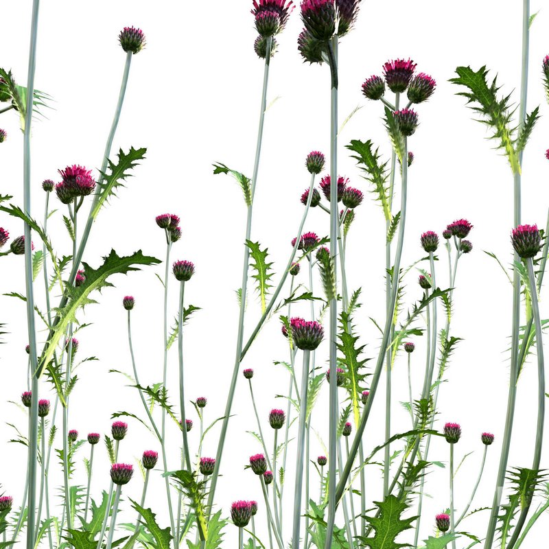 Cirsium rivulare Atropurpureum – Plume thistle Atropurpureum 02 Image 2