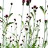 Cirsium rivulare Atropurpureum – Plume thistle Atropurpureum - Thumbnail 2