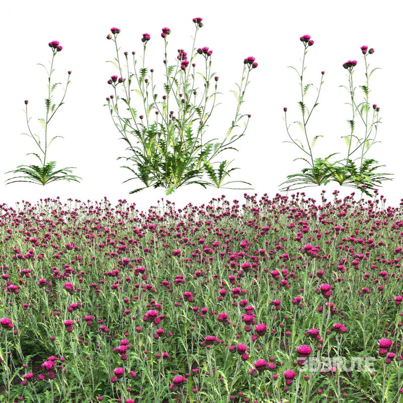 Cirsium rivulare Atropurpureum – Plume thistle Atropurpureum Image 1