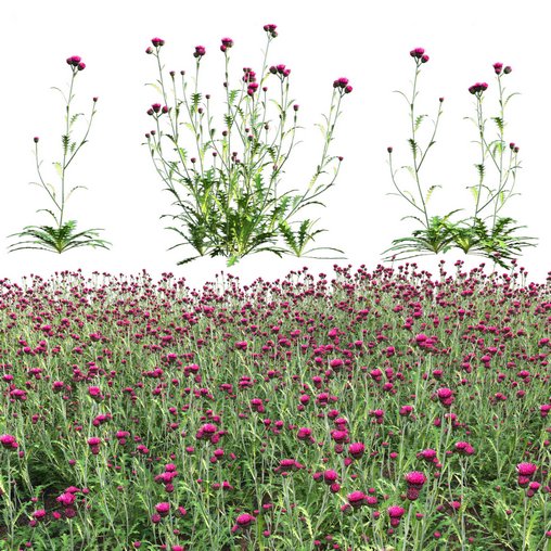 Cirsium rivulare Atropurpureum – Plume thistle Atropurpureum