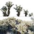 Cylindropuntia Bigelovii – Teddy Bear Cholla 02 - Thumbnail 1