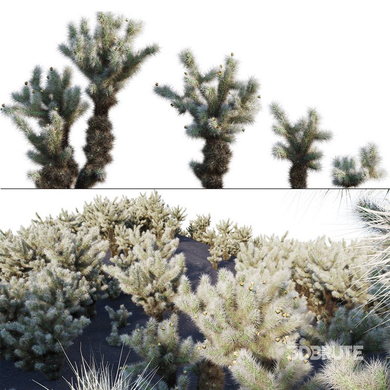 Cylindropuntia Bigelovii – Teddy Bear Cholla 02 Image 1