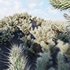Cylindropuntia Bigelovii – Teddy Bear Cholla 02 - Thumbnail 2