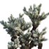 Cylindropuntia Bigelovii – Teddy Bear Cholla 02 - Thumbnail 3