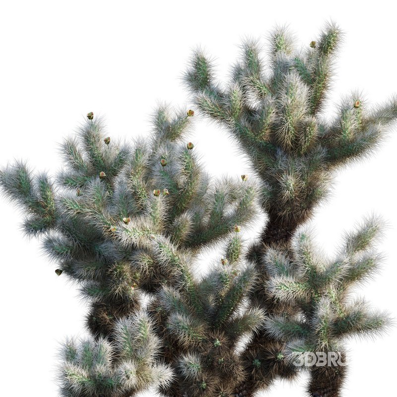 Cylindropuntia Bigelovii – Teddy Bear Cholla 02 Image 3