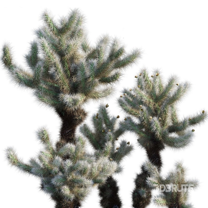 Cylindropuntia Bigelovii – Teddy Bear Cholla Image 2