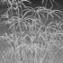 Cyperus involucratus – Umbrella Plant - Thumbnail 4