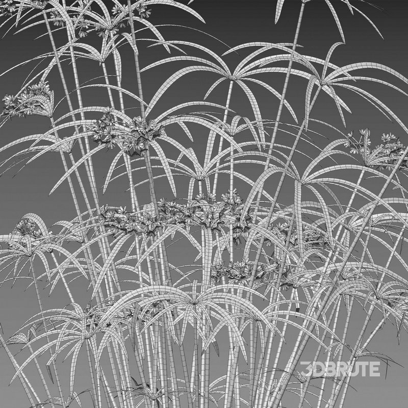 Cyperus involucratus – Umbrella Plant Image 4