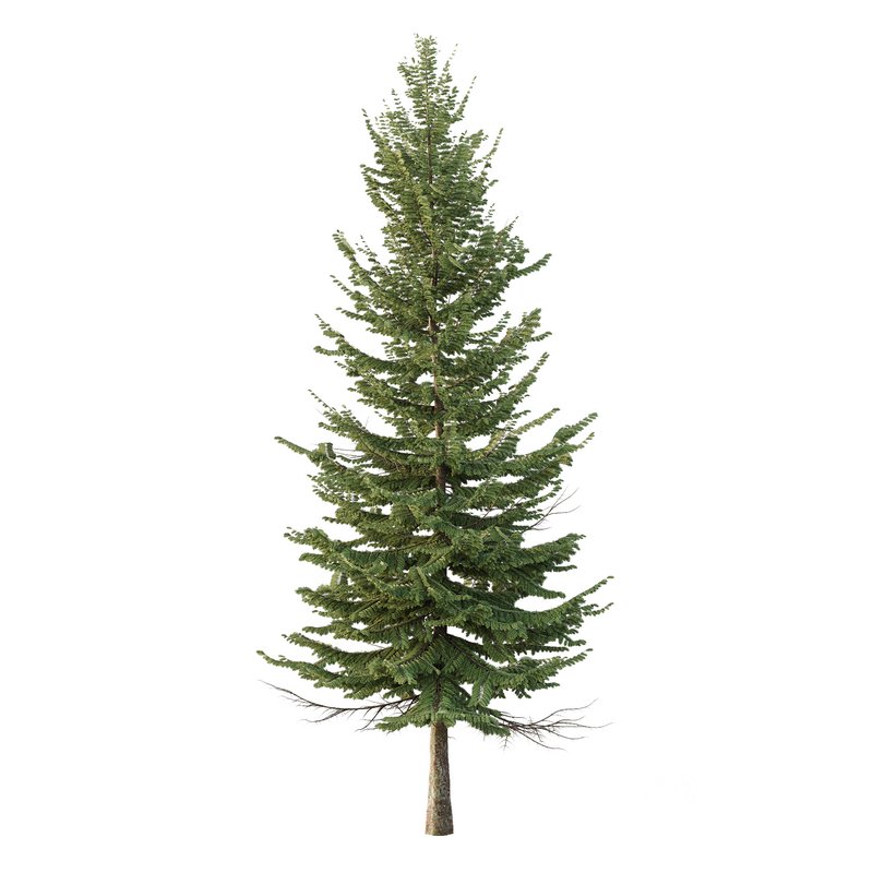 spruce tree002 Image 1