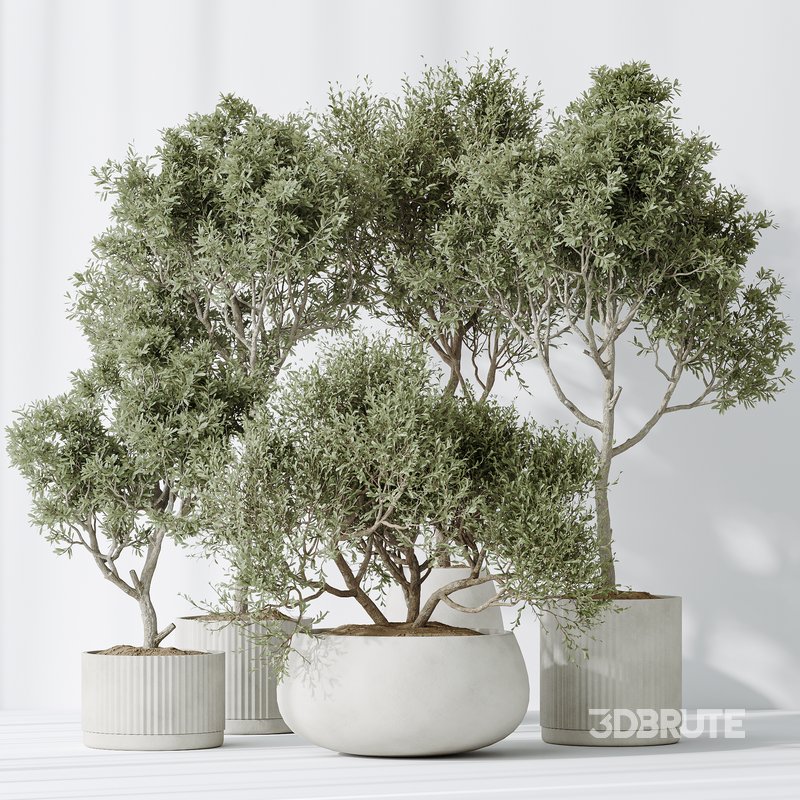 AV Indoor plants set 128 Mission Kalamata Leccino Arbequina Wilsonii Chemlali Olive Set Image 3