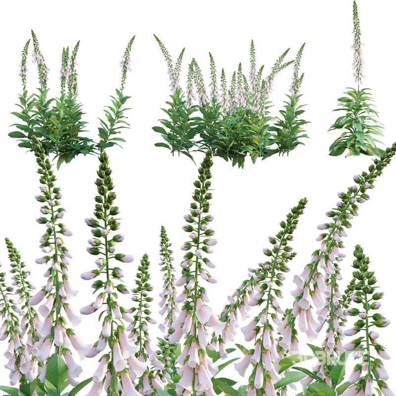 Digitalis purpurea Suttonis Apricot – Common Foxglove 02 Image 1