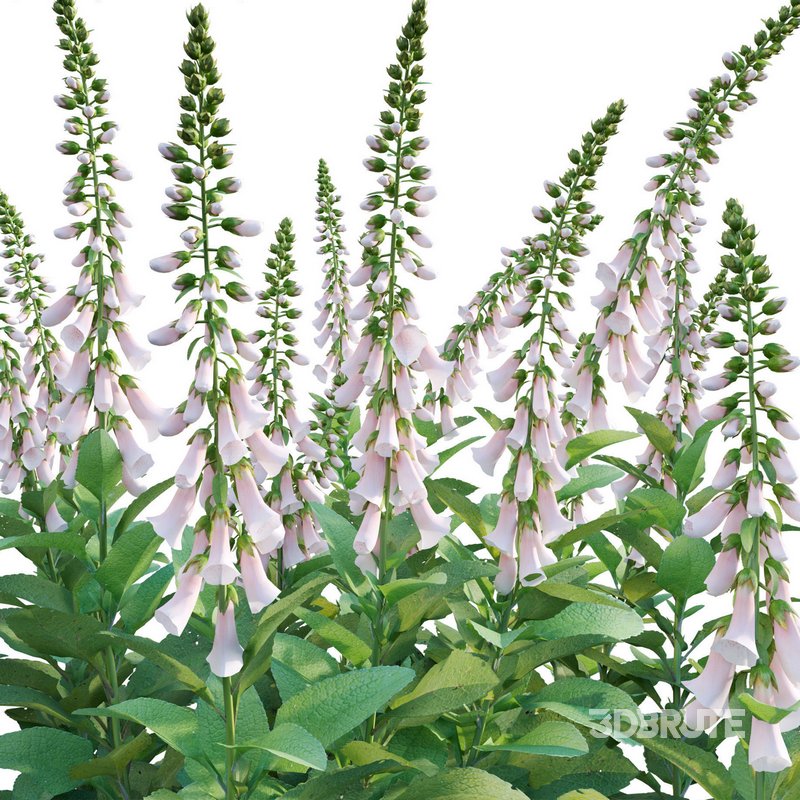 Digitalis purpurea Suttonis Apricot – Common Foxglove Image 2