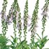 Digitalis purpurea Suttonis Apricot – Common Foxglove - Thumbnail 3