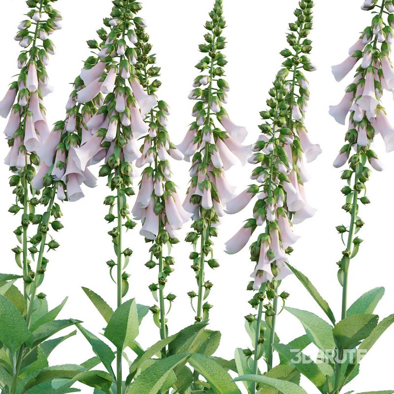 Digitalis purpurea Suttonis Apricot – Common Foxglove Image 3