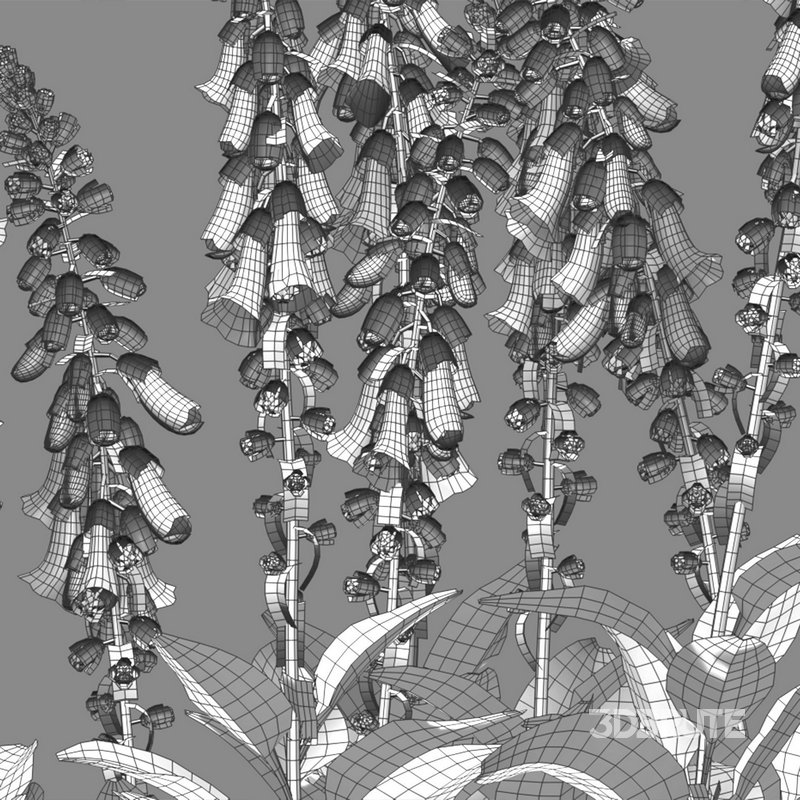 Digitalis purpurea Suttonis Apricot – Common Foxglove Image 4