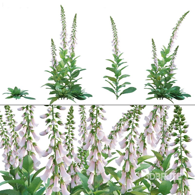 Digitalis purpurea Suttonis Apricot – Common Foxglove Image 1