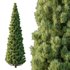 Pinus tree004 - Thumbnail 1