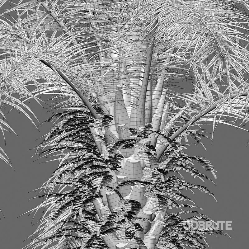 Elaeis guineensis – African oil palm 03 Image 4