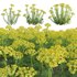 Euphorbia cyparissias – Cypress spurge 02 - Thumbnail 1