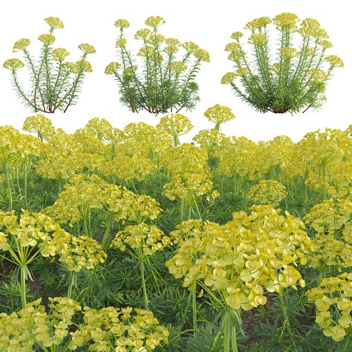 Euphorbia cyparissias – Cypress spurge 02