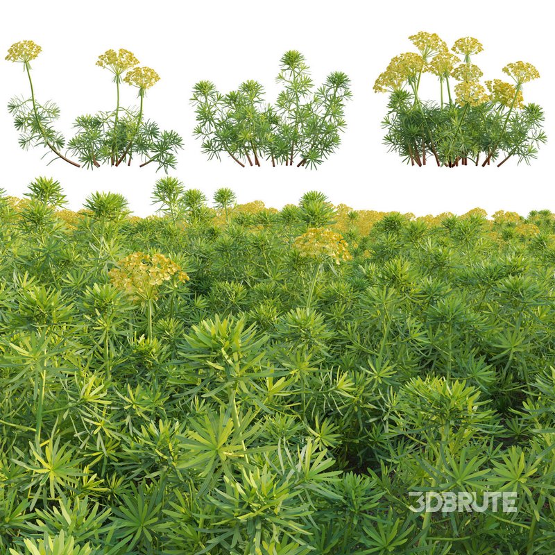 Euphorbia cyparissias – Cypress spurge Image 1