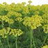 Euphorbia cyparissias – Cypress spurge 02 - Thumbnail 2