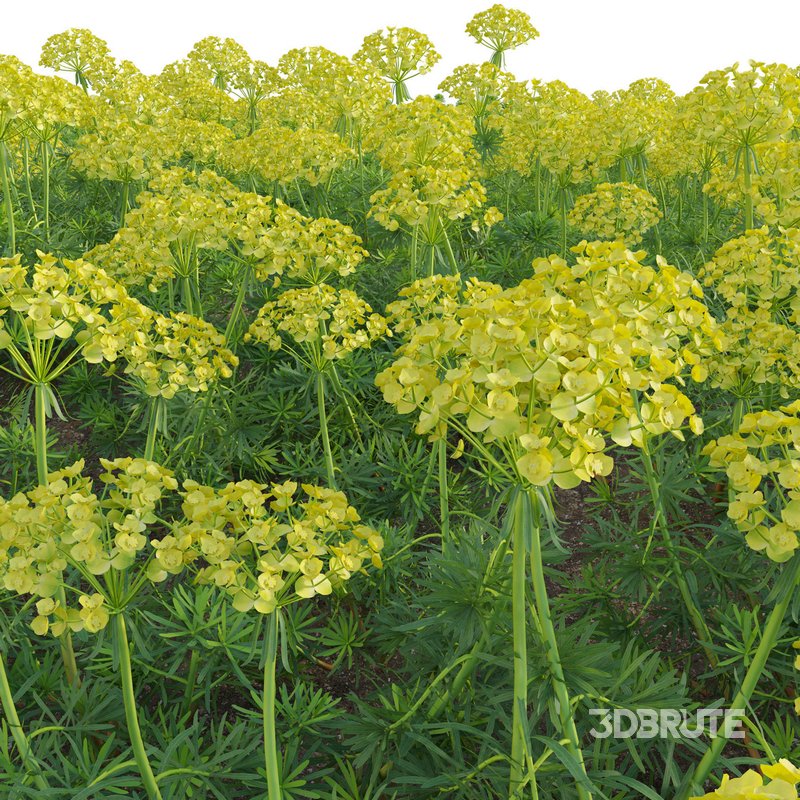 Euphorbia cyparissias – Cypress spurge 02 Image 2