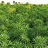 Euphorbia cyparissias – Cypress spurge - Thumbnail 3