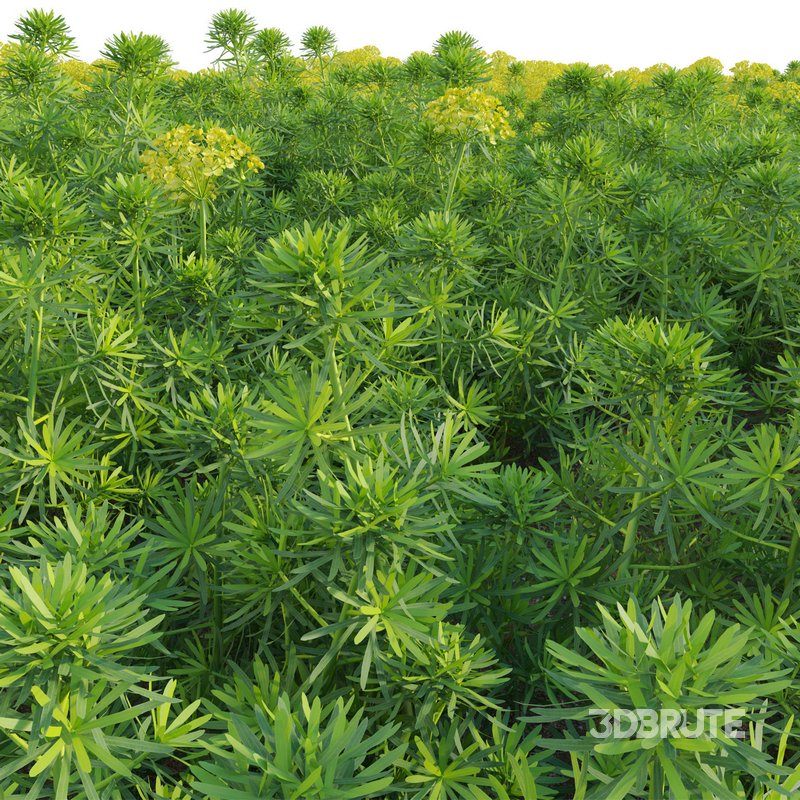 Euphorbia cyparissias – Cypress spurge Image 3