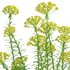 Euphorbia cyparissias – Cypress spurge - Thumbnail 4