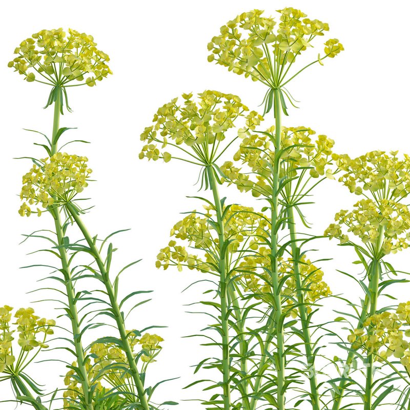 Euphorbia cyparissias – Cypress spurge 02 Image 4
