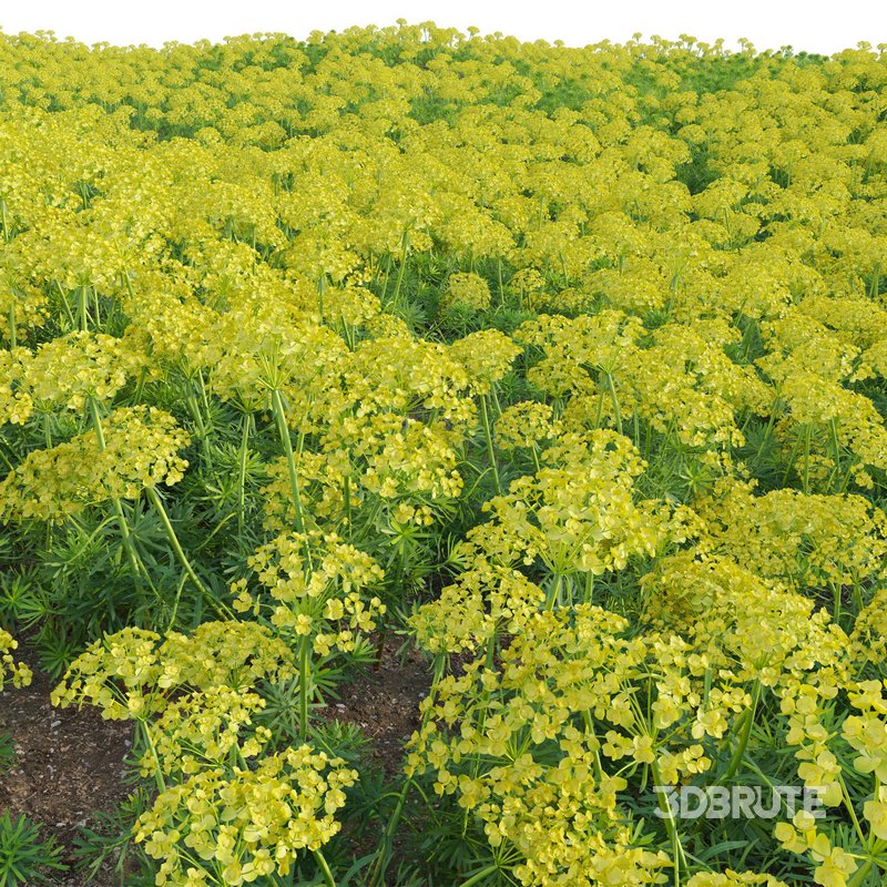 Euphorbia cyparissias – Cypress spurge 02 Image 5