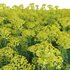 Euphorbia cyparissias – Cypress spurge - Thumbnail 6