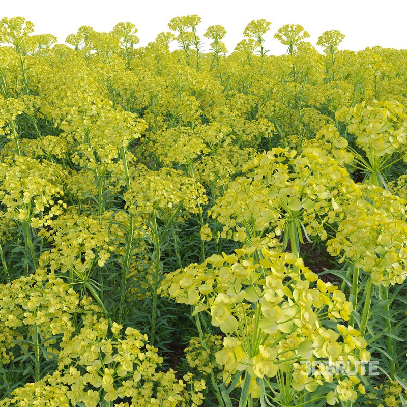 Euphorbia cyparissias – Cypress spurge Image 6