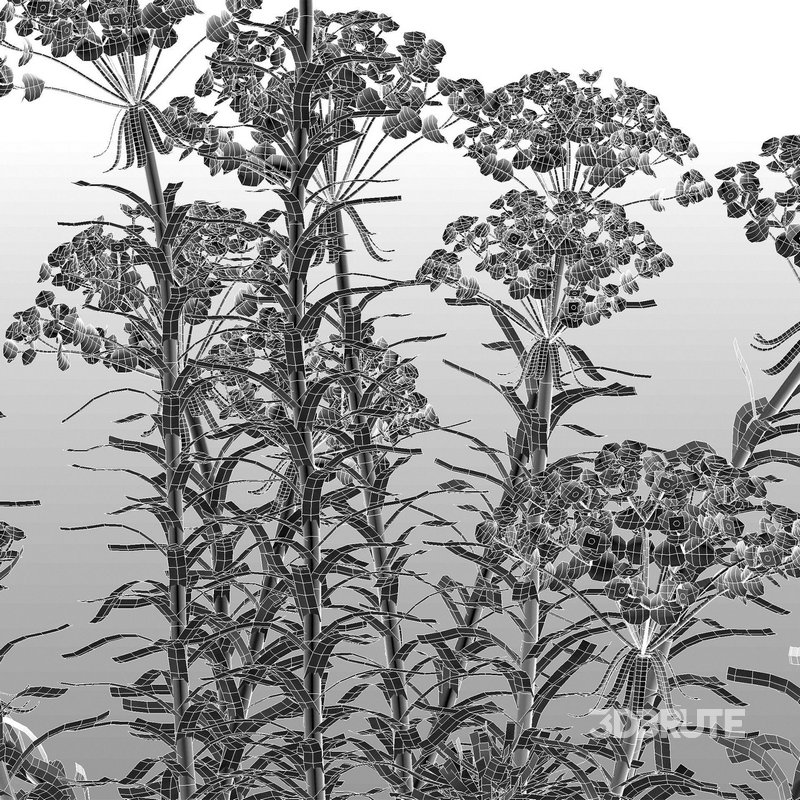 Euphorbia cyparissias – Cypress spurge 02 Image 7