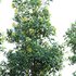 Lemonwood Tree – Pittosporum eugenioides 02 - Thumbnail 3