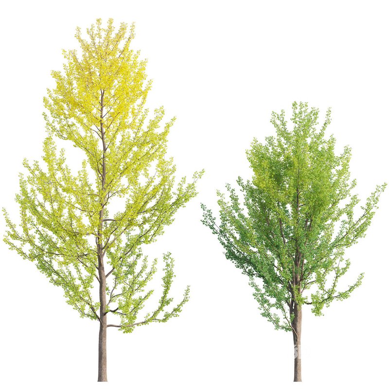 Ginkgo Biloba – Maidenhair Tree 02 Image 1