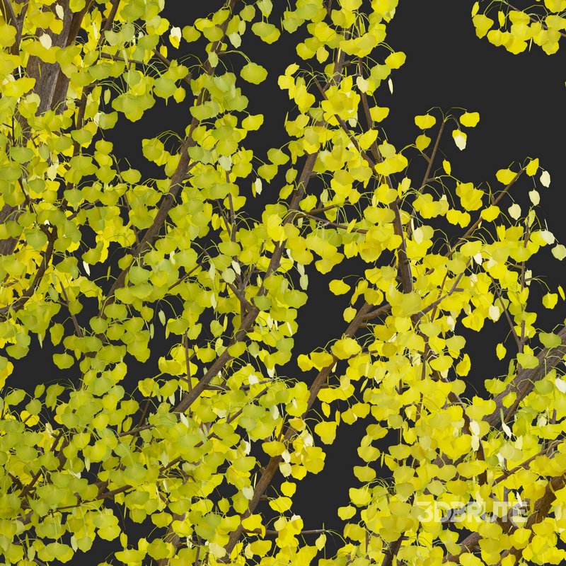 Ginkgo Biloba – Maidenhair Tree 02 Image 2